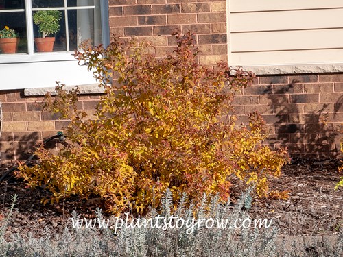 Curly Leaf Spirea (Spiraea japonica)
November 2012